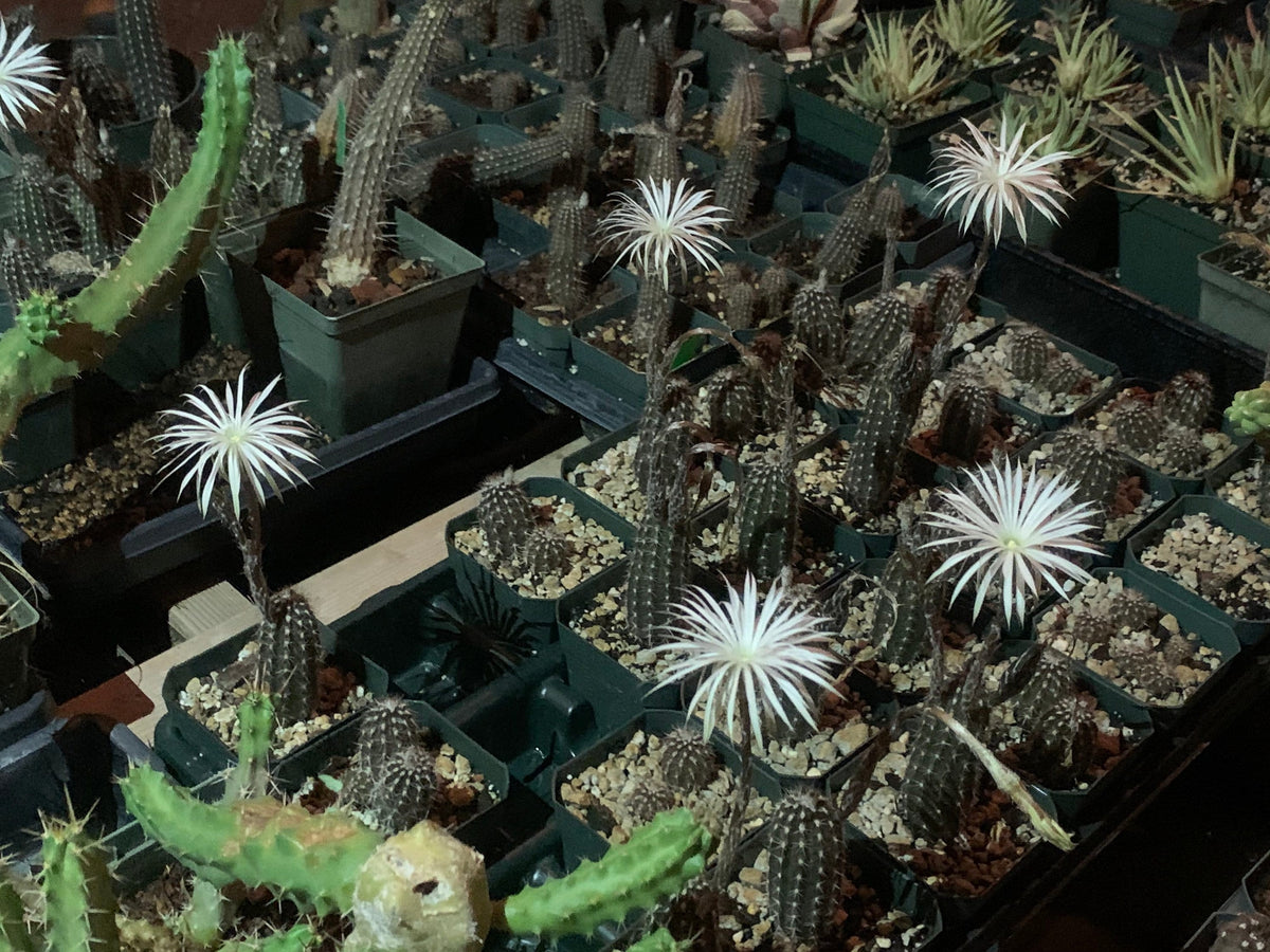 Setiechinopsis mirabilis – Cactus seedling