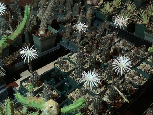 Setiechinopsis mirabilis – Cactus seedling