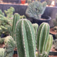 Mexican Fence Post - Stenocereus (Pachycereus) marginata Cac