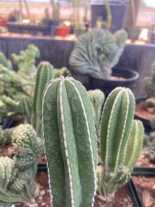 Mexican Fence Post - Stenocereus (Pachycereus) marginata Cac