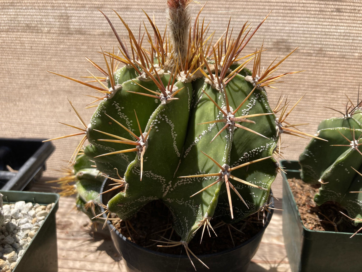 Astrophytum ornatum Cactus Seeds