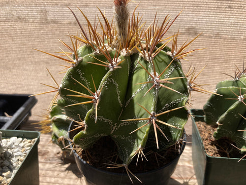 Astrophytum ornatum Cactus Seeds