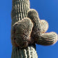 Carnegiea gigantea crested - Giant Saguaro Cactus Seeds