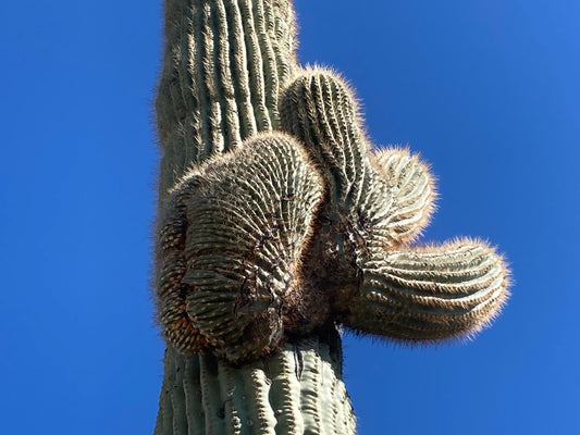 Carnegiea gigantea crested - Giant Saguaro Cactus Seeds