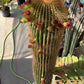 Neobuxbaumia polylopha Cactus Seeds