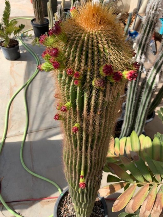Neobuxbaumia polylopha Cactus Seeds