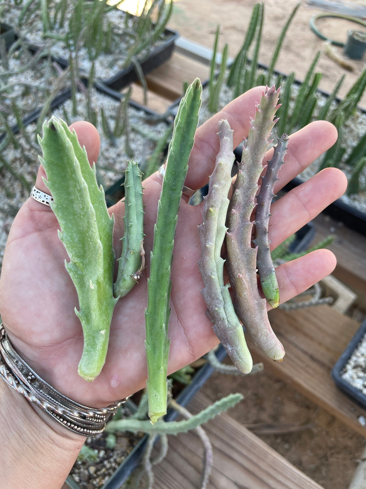 Stapelia Multi Cutting Pack - 5 Different Species