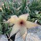 Stapelia Multi Cutting Pack - 5 Different Species