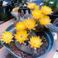 Yellow Bloom Peanut Cactus - Echinopsis chamaecereus