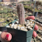Yellow Bloom Peanut Cactus - Echinopsis chamaecereus