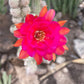 Echinopsis chamaecereus (Peanut Cactus) Cutting Pack - WestField Alba, Yellow Bird, Rose Quartz, Orange Blooms