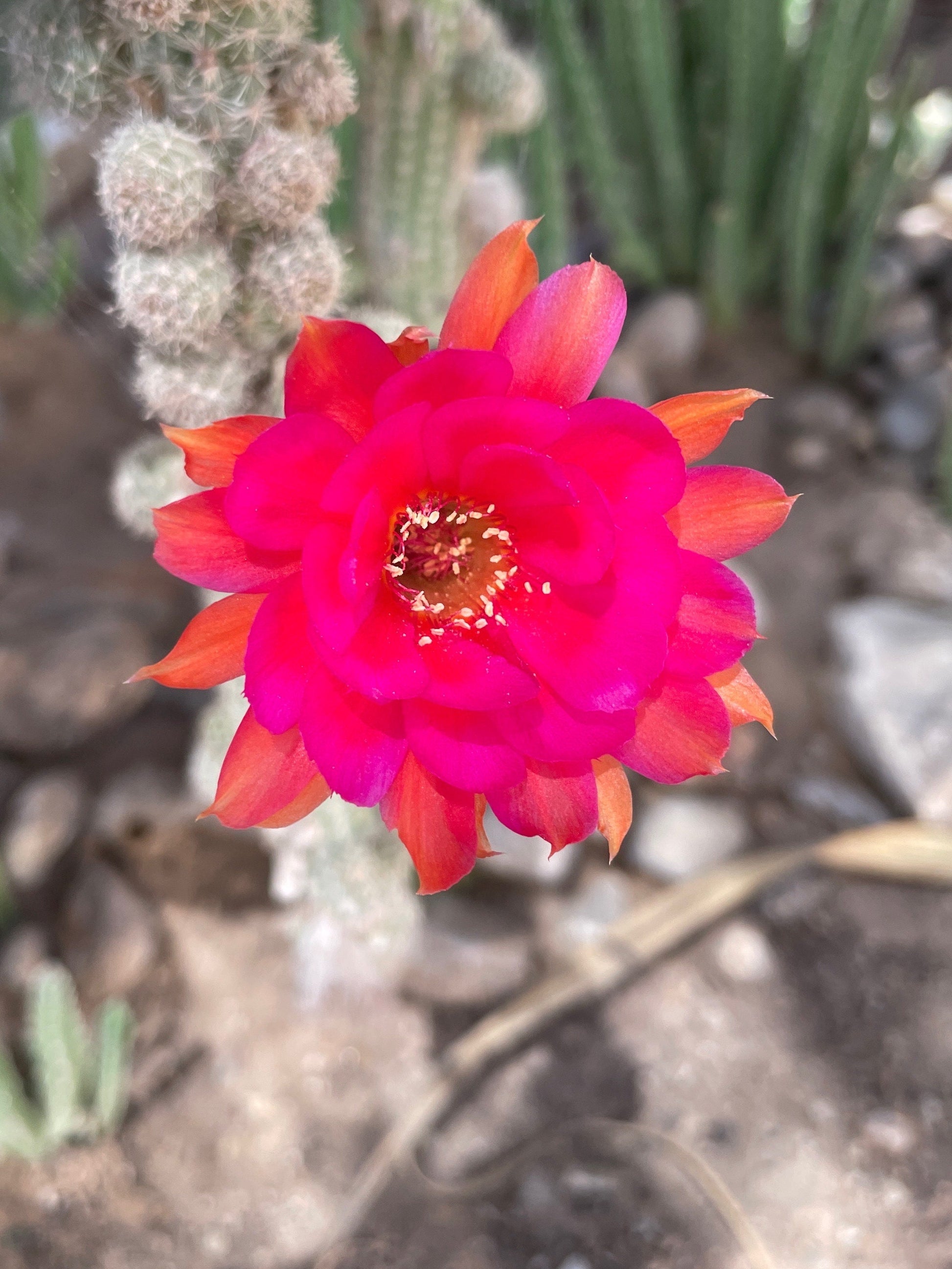 Echinopsis chamaecereus (Peanut Cactus) Cutting Pack - WestField Alba, Yellow Bird, Rose Quartz, Orange Blooms
