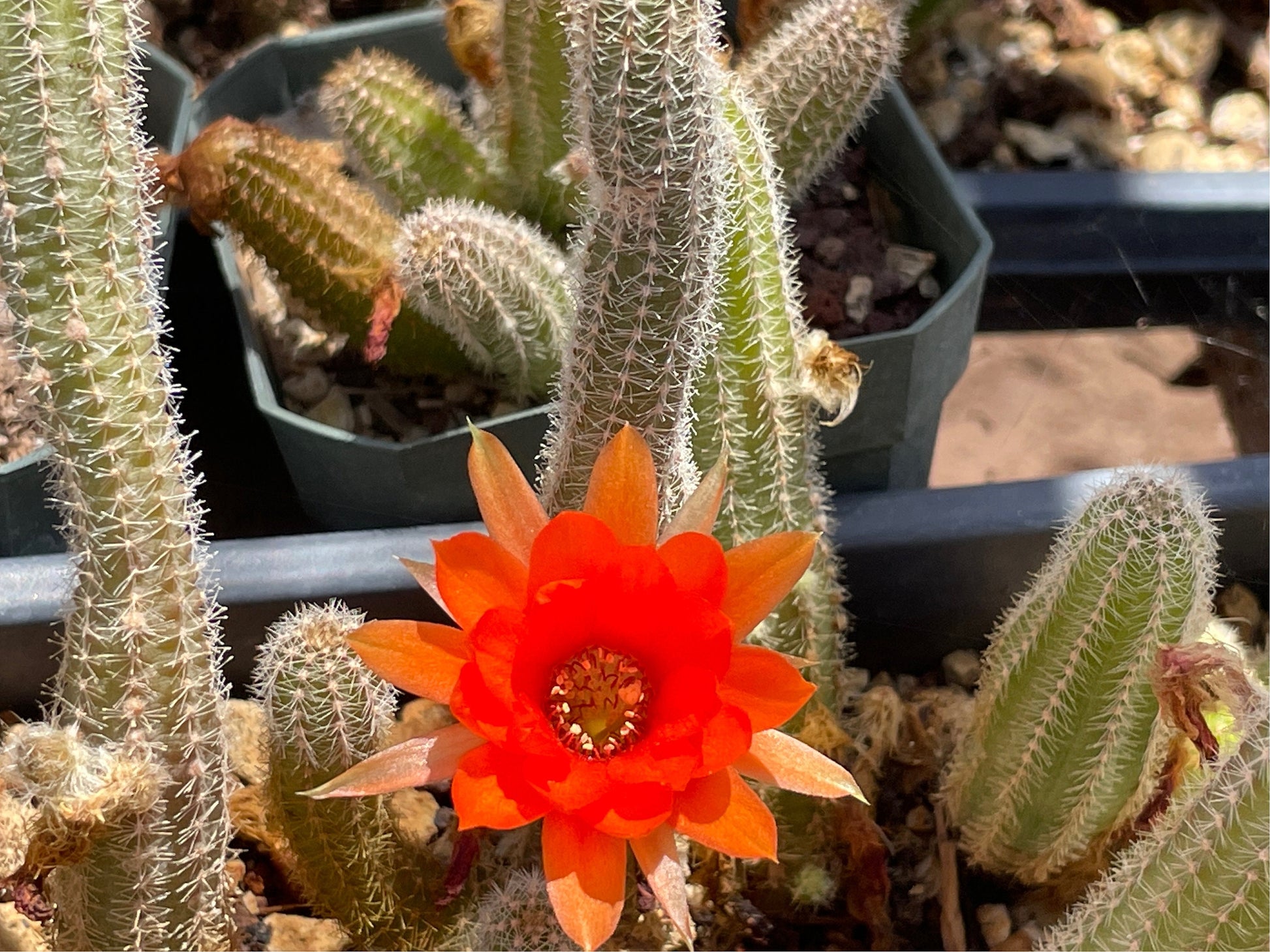 Echinopsis chamaecereus (Peanut Cactus) Cutting Pack - WestField Alba, Yellow Bird, Rose Quartz, Orange Blooms