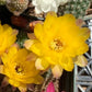 Echinopsis chamaecereus (Peanut Cactus) Cutting Pack - WestField Alba, Yellow Bird, Rose Quartz, Orange Blooms