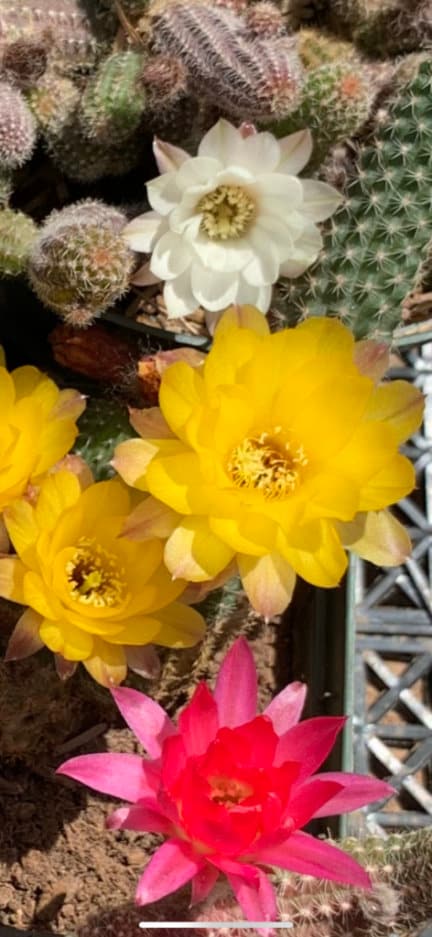 Echinopsis chamaecereus (Peanut Cactus) Cutting Pack - WestField Alba, Yellow Bird, Rose Quartz, Orange Blooms