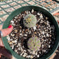 Euphorbia obesa - Seed grown male and female pair