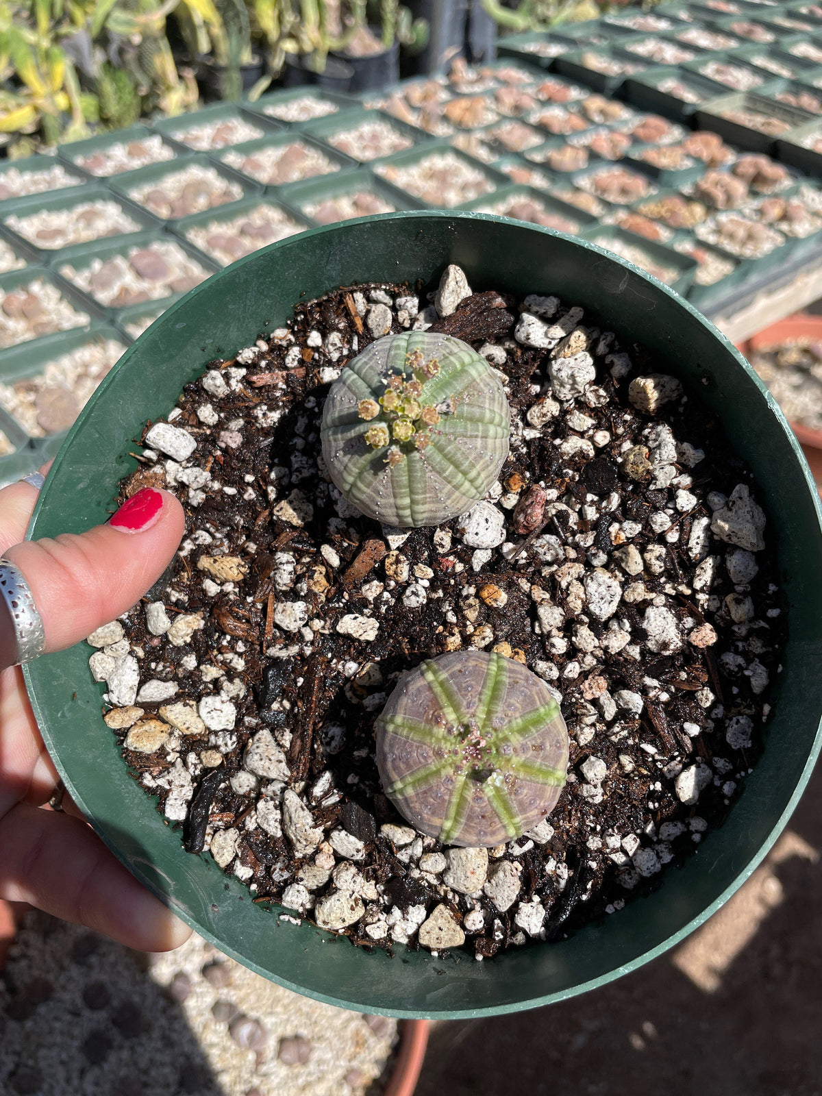 Euphorbia obesa - Seed grown male and female pair