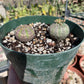 Euphorbia obesa - Seed grown male and female pair