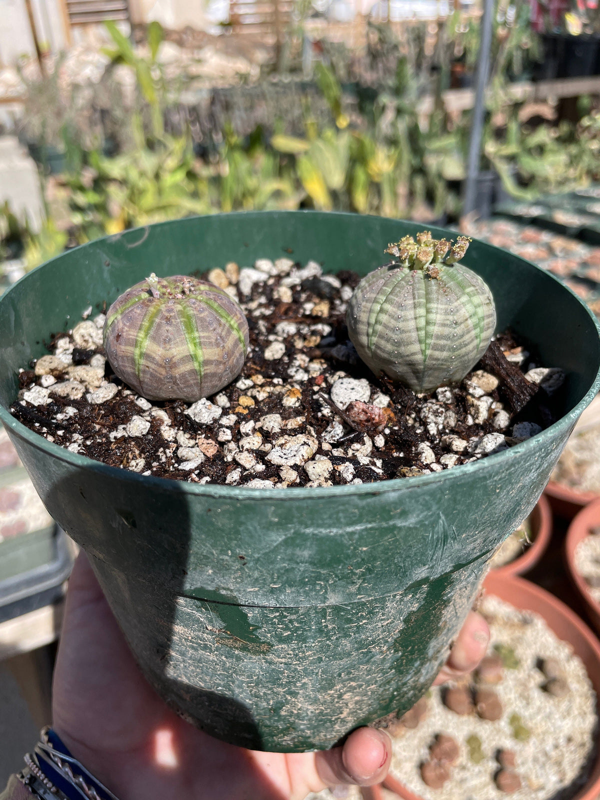 Euphorbia obesa - Seed grown male and female pair