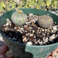 Euphorbia obesa - Seed grown male and female pair