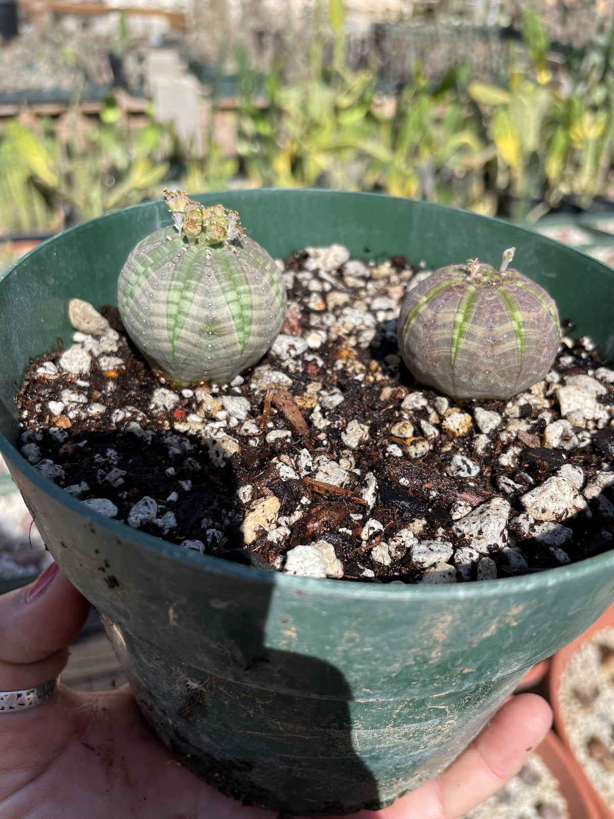 Euphorbia obesa - Seed grown male and female pair