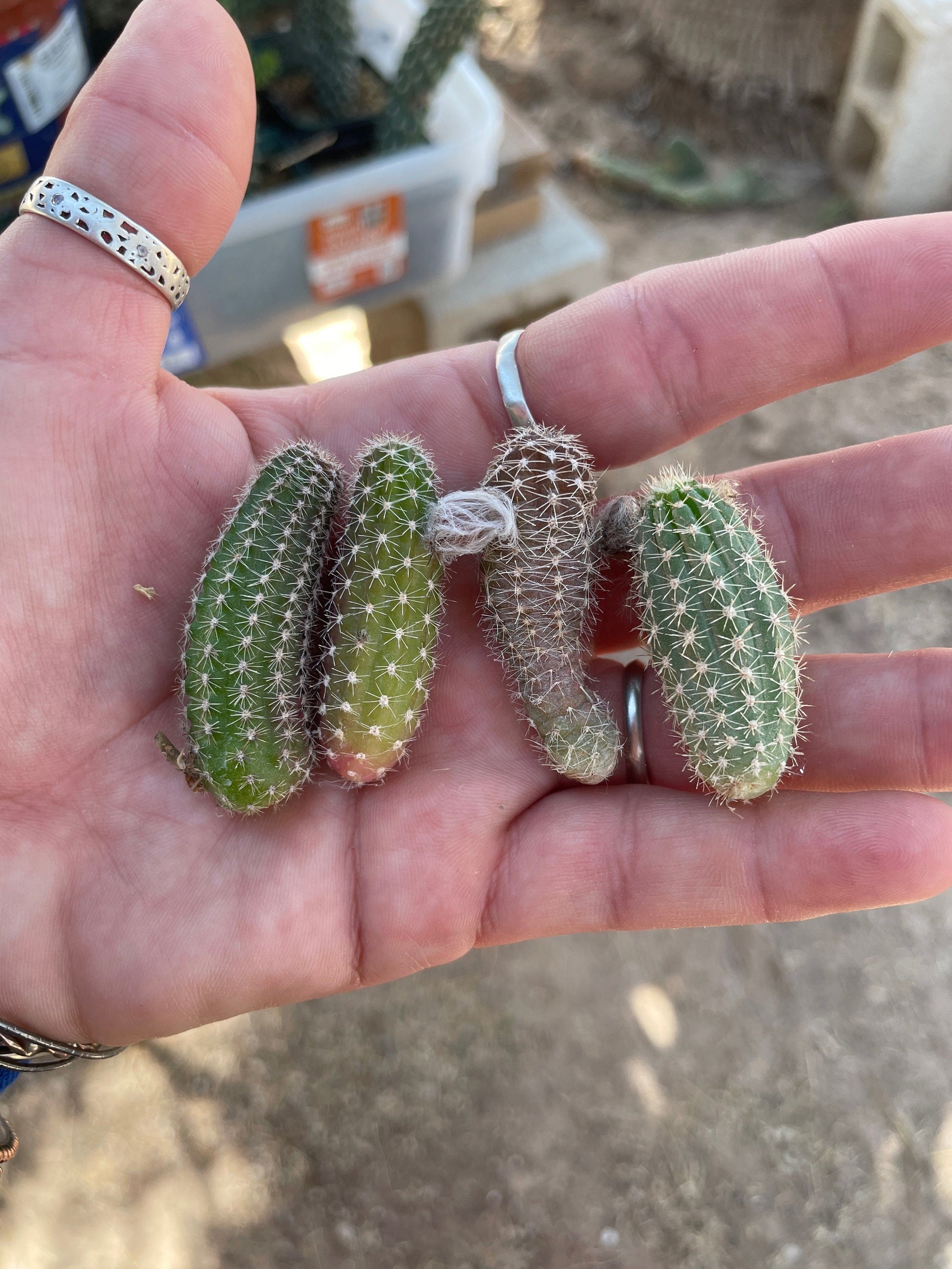 Echinopsis chamaecereus (Peanut Cactus) Cutting Pack - WestField Alba, Yellow Bird, Rose Quartz, Orange Blooms