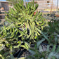 Euphorbia stellata Seeds - High germination rate