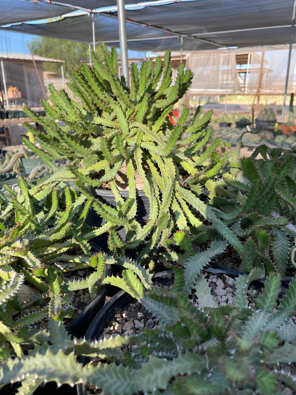 Euphorbia stellata Seeds - High germination rate