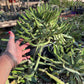 Euphorbia stellata Seeds - High germination rate
