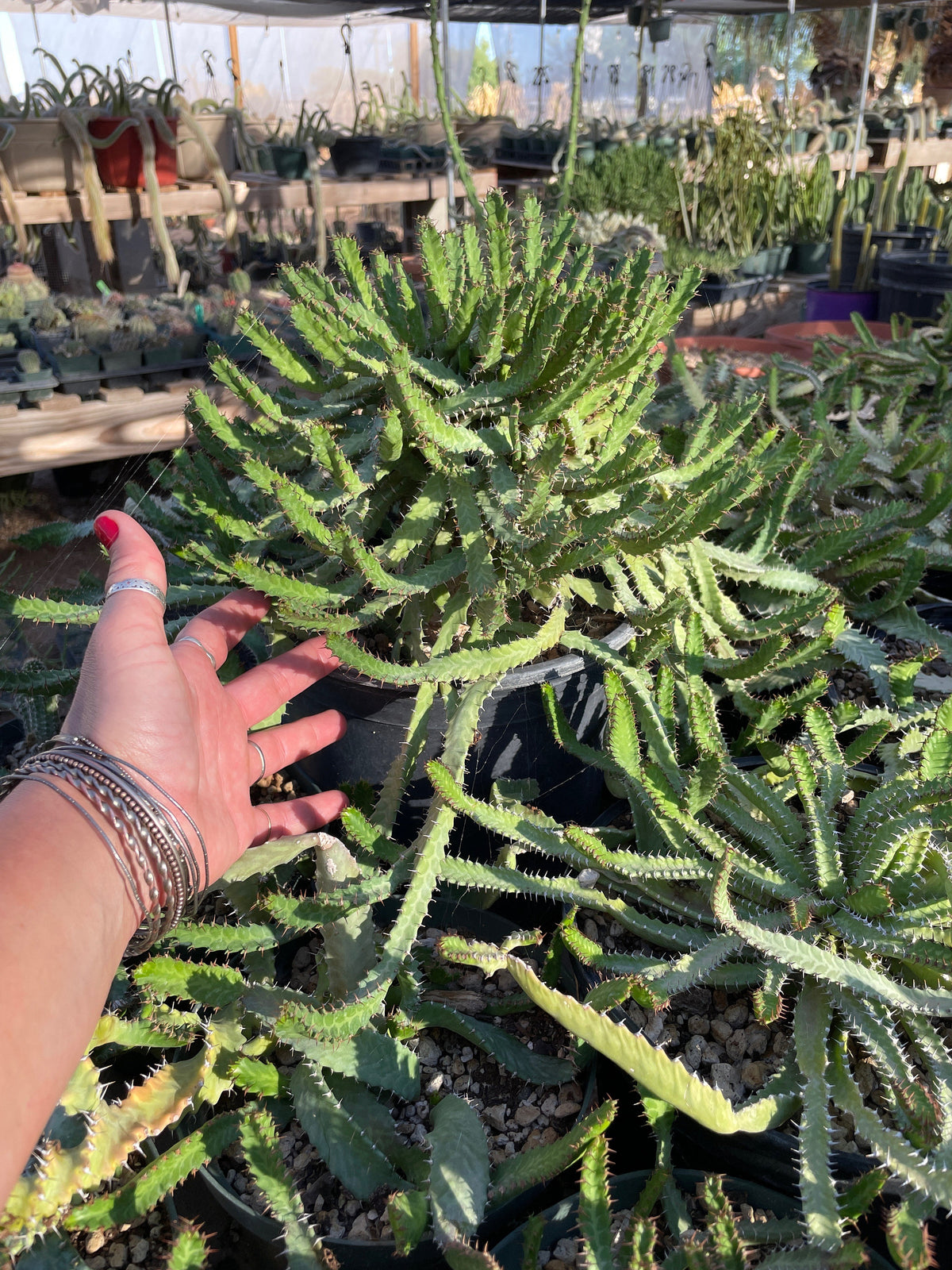 Euphorbia stellata Seeds - High germination rate