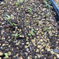 Tephrocactus geometricus Cactus Seeds