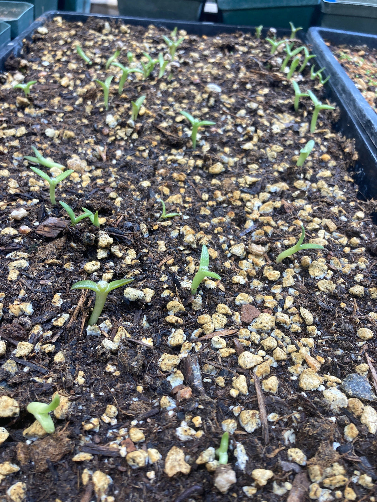 Tephrocactus geometricus Cactus Seeds
