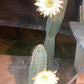 Cereus peruvianus Cactus Seeds