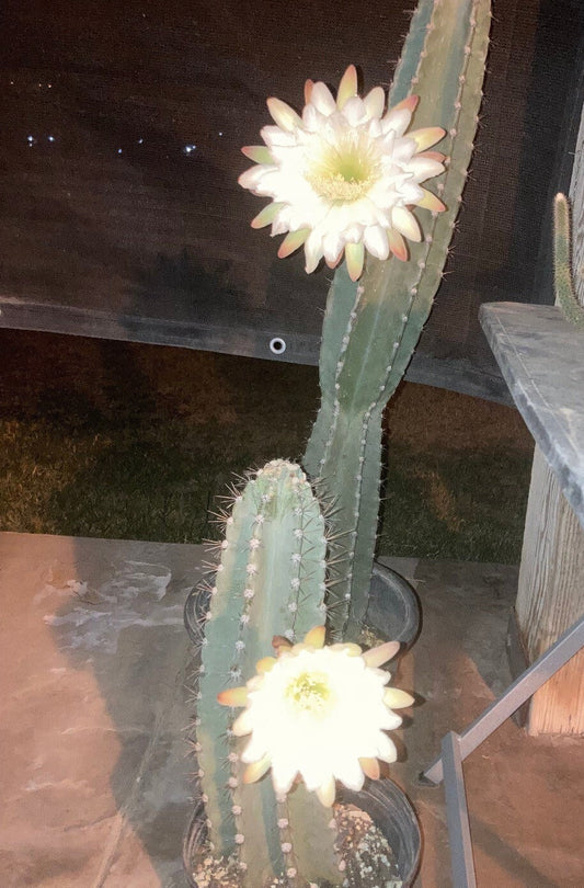 Cereus peruvianus Cactus Seeds