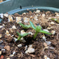 Tephrocactus geometricus Cactus Seeds