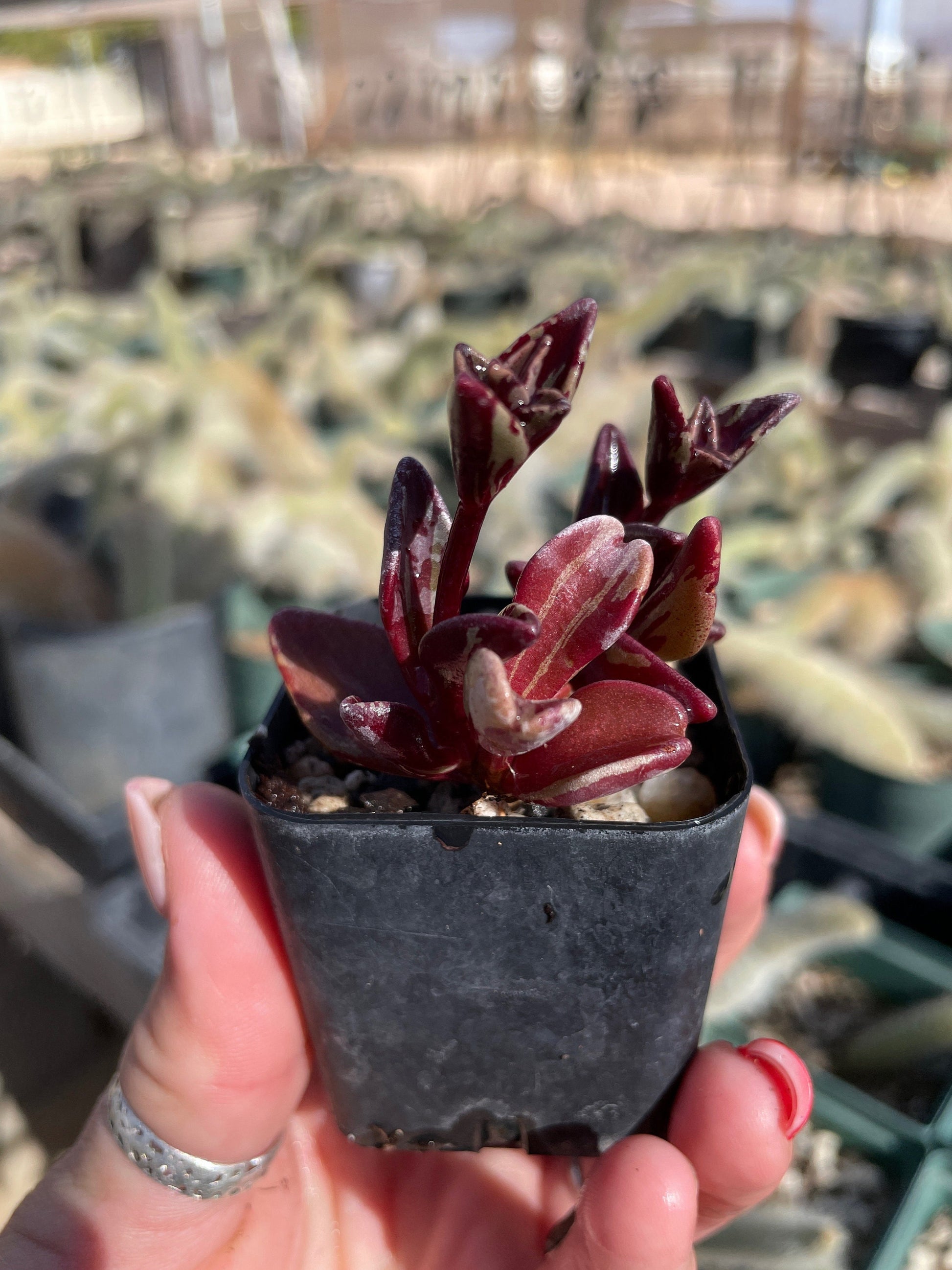 Lenophyllum guttatum 'Variegata'