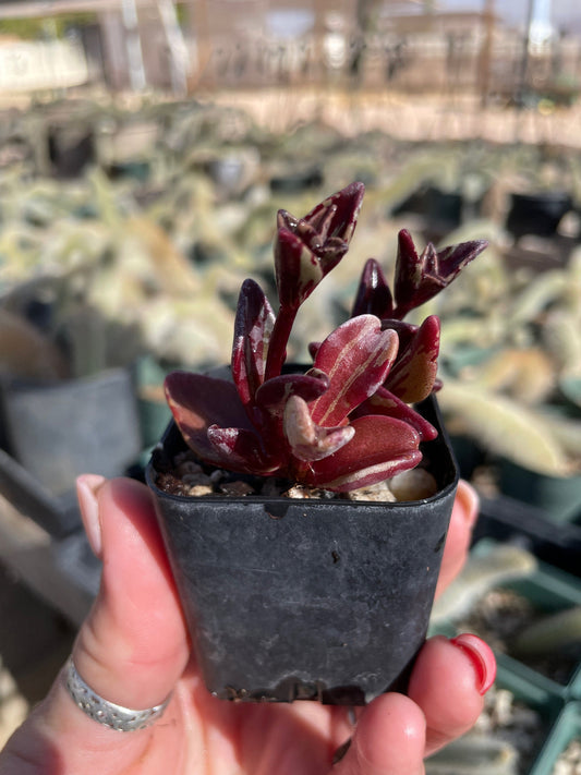 Lenophyllum guttatum 'Variegata'