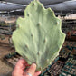 Opuntia gomei - Old Mexico cactus pad