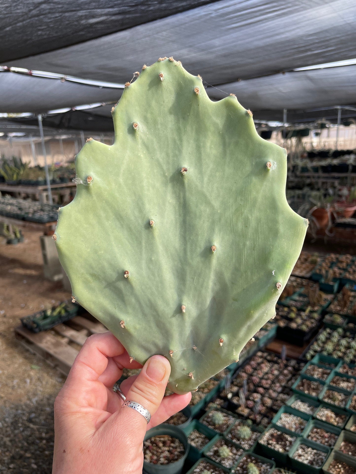 Opuntia gomei - Old Mexico cactus pad