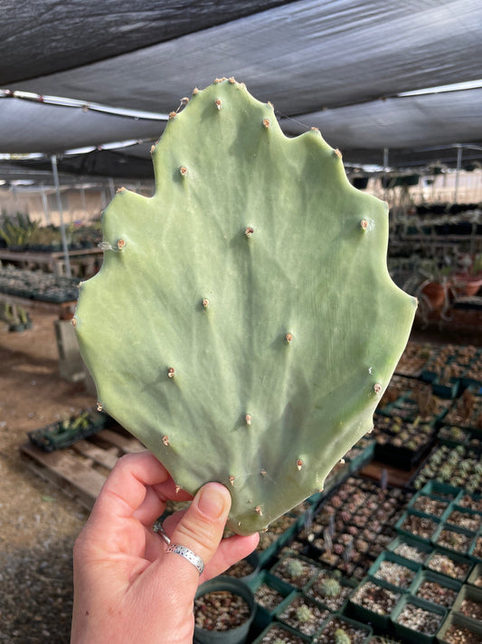 Opuntia gomei - Old Mexico cactus pad