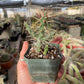 Cylindropuntia hystrix - Critically Endangered - Slow Grower