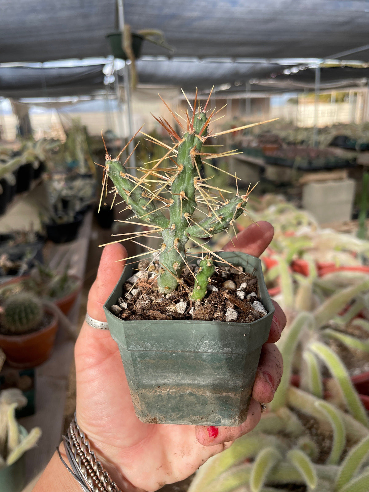 Cylindropuntia hystrix - Critically Endangered - Slow Grower