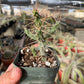 Cylindropuntia hystrix - Critically Endangered - Slow Grower