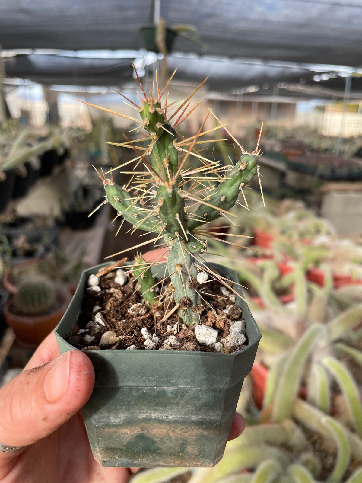 Cylindropuntia hystrix - Critically Endangered - Slow Grower