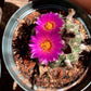 Gymnocalycium baldianum Cactus Seeds (White Blooms)