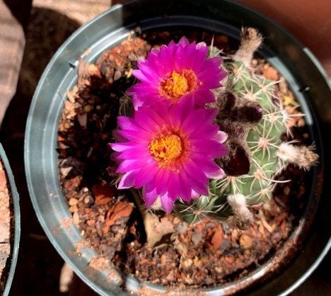 Gymnocalycium baldianum Cactus Seeds (White Blooms)