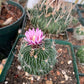 Echinofossulocactus Species (Assorted) Cactus Seeds