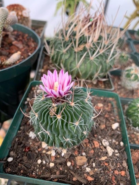 Echinofossulocactus Species (Assorted) Cactus Seeds
