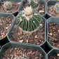 Echinofossulocactus Species (Assorted) Cactus Seeds