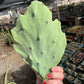 Opuntia gomei - Old Mexico cactus pad